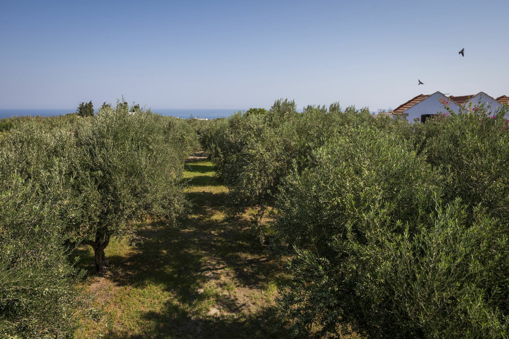 Orionas Village Apartment